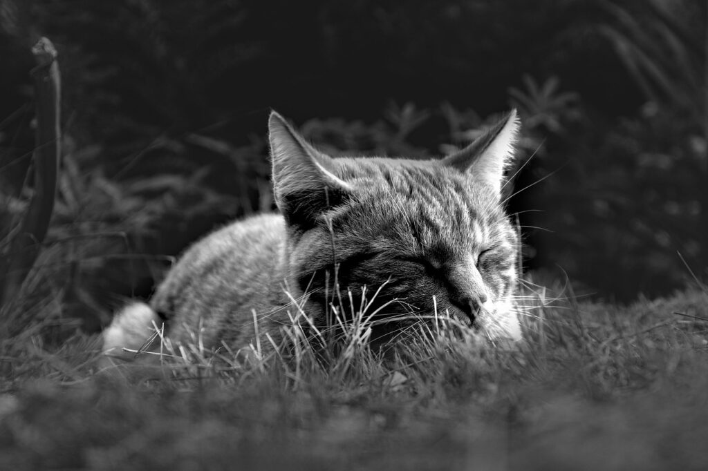 Afgebeeld is een kat die slaapt in het gras, dit is ter illustratie van slaap.
